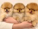 Magnifique chiots Spitz nain Pom&eacute;ranien 