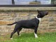 B&eacute;b&eacute; chiots bull Terrier pour adoption 