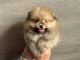 Spitz nain femelle disponible 