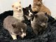 Magnifique chiots pomsky disponible 