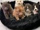 Chiots pomsky disponible m&acirc;le et femelle a c&eacute;der 