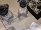 Chiots type carlin &agrave; vendre prix raisonnable 