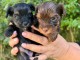 B&eacute;b&eacute; chiots yorkshire &agrave; vendre 