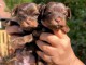 Magnifique chiots York disponible 