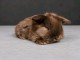 Lapin disponible m&acirc;le a donner 