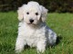 A DONNER Chiot Caniche femelle