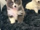 Je donne chiots pomsky 