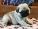 Je donne Chiot de race Carlin Femelle