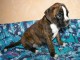 A donner Chiot BOXER Femelle