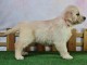 Je donne chiot Golden Retriever femelle