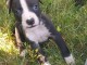 Don chiot American Staffordshire Terrier femelle