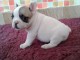 Adorable chiot femelle de type Bouledogue Fran&ccedil;ais &agrave; donner