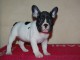 Don Magnifique chiot Bouledogue fran&ccedil;ais femelle caille