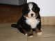 &Agrave; DONNER CHIOT BOUVIER BERNOIS M&Acirc;LE