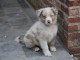 DONATION D&rsquo;UN CHIOT BERGER AUSTRALIEN m&acirc;le