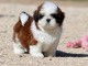 Chiot Shih Tzu Femelle &agrave; donner