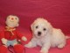 &Agrave; DONNER chiot femelle bichon maltais