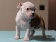 Chiot American Staffordshire Terrier femelle A donner