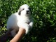 Je donne Chiot de Montagne des Pyrenees femelle