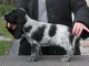 Don Chiot Cocker Spaniel Anglais femelle