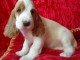 Chiot cocker anglais femelle &agrave; donner