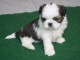 Don chiot shih tzu femelle