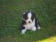 Don Chiot Berger Australien Femelle noire tricolore