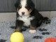 Je donne Chiot Bouvier bernois femelle