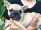 A DONNER Chiot Bouledogue fran&ccedil;ais Femelle fauve collier violet