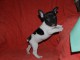 Donne Chiot Bouledogue fran&ccedil;ais Femelle t&ecirc;te noire