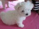 Chiot Bichon maltais femelle &agrave; c&eacute;der