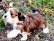 Don de chiot Bichon Havanais M&acirc;le
