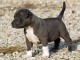 A donner Chiot pitbull Femelle Non Lof