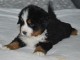 A donner chiot type bouvier bernois femelle