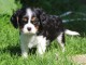 Chiot Cavalier King Charles M&acirc;le &agrave; donner 