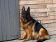 Adoption chiots berger allemand disponible 