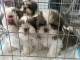Adorable chiots Shih Tzu disponible 