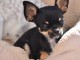 Disponible de suite chiots chihuahua