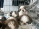 &Agrave; c&eacute;der chiot Shih Tzu M&acirc;le et femelles 