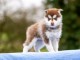 Husky Sib&eacute;rien contre bon soins 