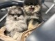 Adorable chiots spitz nain disponible 