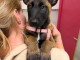Malinois disponible pour adoption 