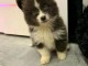 Magnifique chiots pomsky disponible 