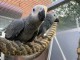 Couple perroquet gris du Gabon disponible 