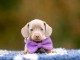 Magnifique chiots teckels 