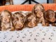 Adoption chiots teckels arlequin 