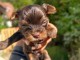 Chiots yorkshire m&acirc;le a donner 