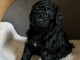 Caniche disponible m&acirc;le 