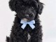 Adoption chiots caniche disponible 
