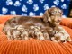 Dons chiots teckels kaninchen 